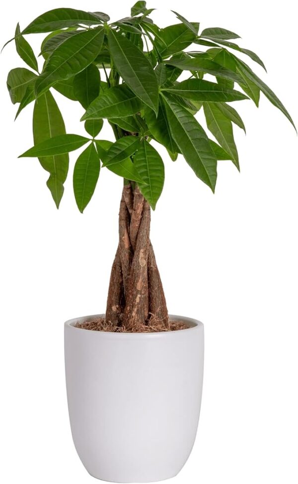 Money Tree, Easy Care Indoor Plant