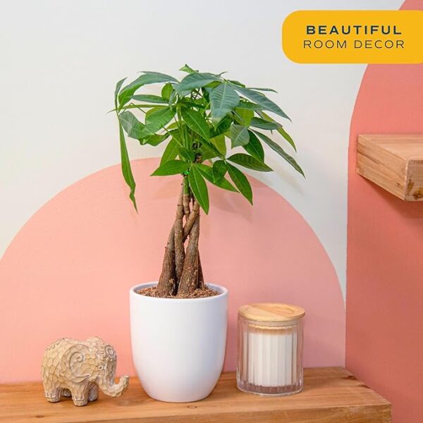 Money Tree, Easy Care Indoor Plant - Image 2