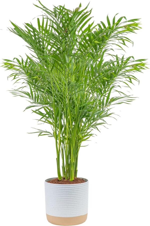 Cat Palm, Live Indoor Houseplant in Garden Plant Pot