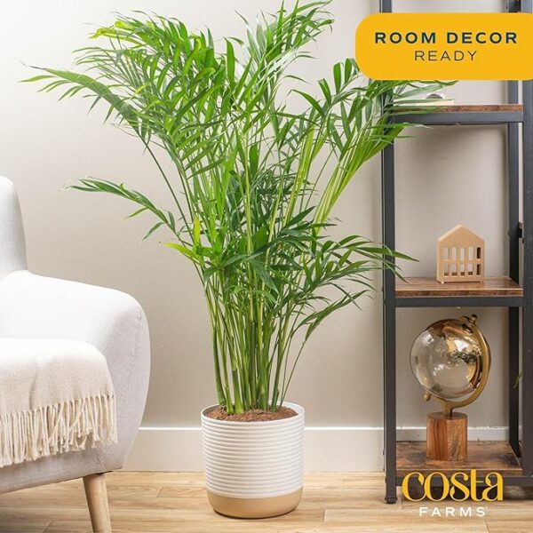 Cat Palm, Live Indoor Houseplant in Garden Plant Pot - Image 2